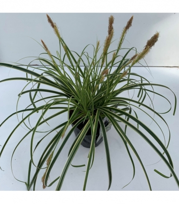 Carex