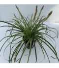Carex