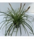 Carex