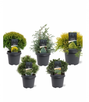 conifers