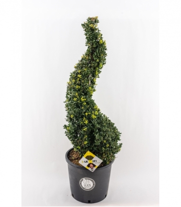 Ilex