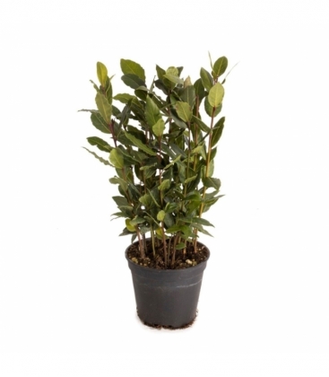 Laurus