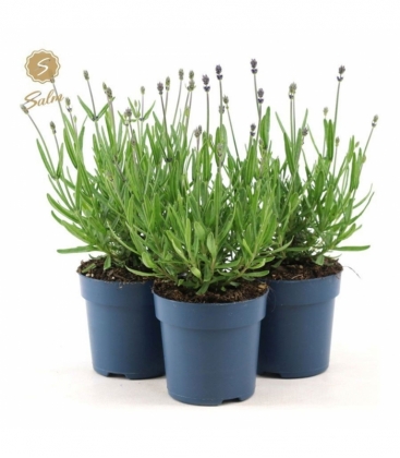 Lavandula
