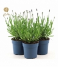Lavandula