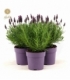 Lavandula