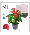 Anthurium