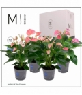 Anthurium