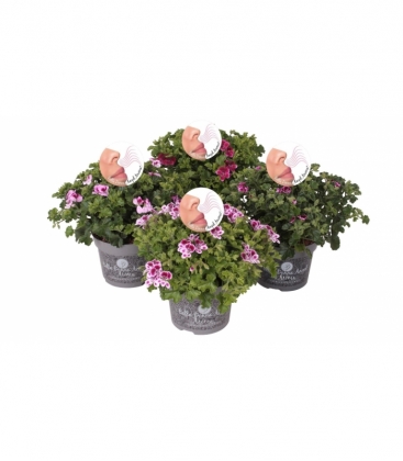 Pelargonium