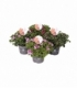 Pelargonium