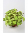 Begonia