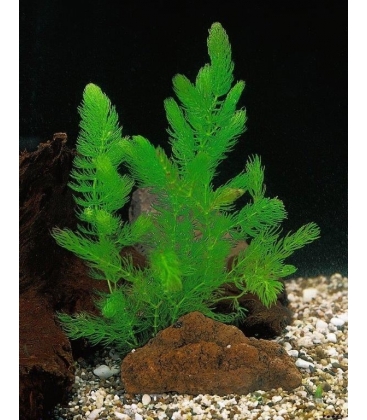 Ceratophyllum