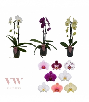 Phalaenopsis