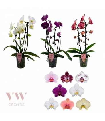 Phalaenopsis