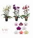 Phalaenopsis