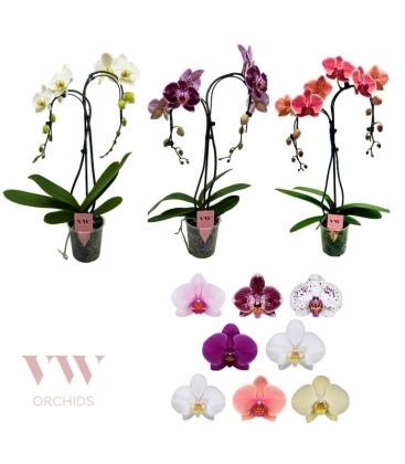 Phalaenopsis