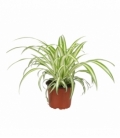 Chlorophytum