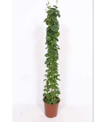 Cissus