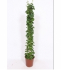 Cissus