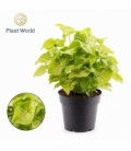 Syngonium