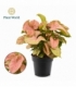 Syngonium