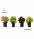 Syngonium