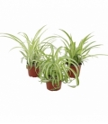 Chlorophytum