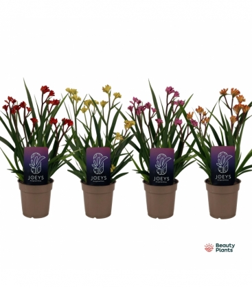 Anigozanthos