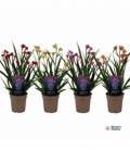 Anigozanthos