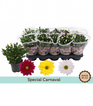 Chrysanthemum
