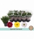 Chrysanthemum