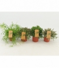 Rhipsalis