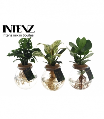 Indoor