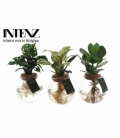 Indoor