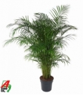 Dypsis