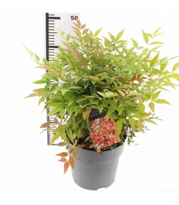 Nandina