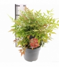 Nandina
