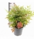 Nandina