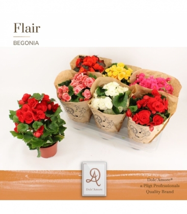 Begonia