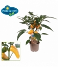 Capsicum