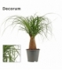 Beaucarnea