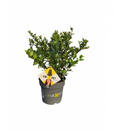 Ilex