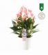 Anthurium