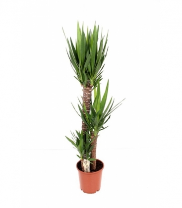 Yucca