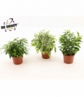 Ficus