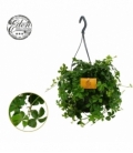 Parthenocissus