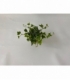 Hedera