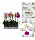 Phalaenopsis