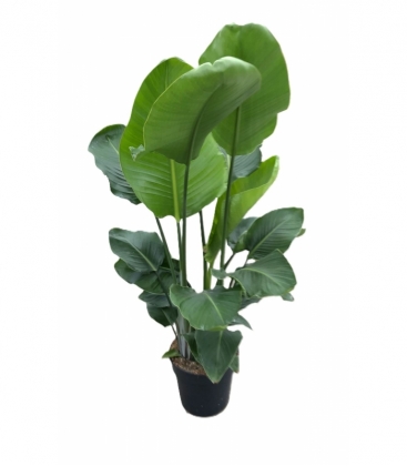 Strelitzia