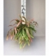 Rhipsalis
