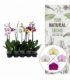 Phalaenopsis